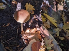 Psathyrella