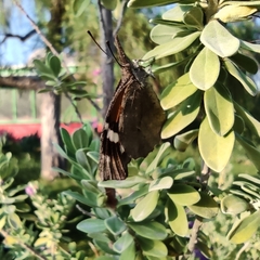 Libytheana carinenta mexicana