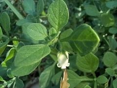 Salpichroa origanifolia