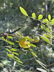 Senna pallida