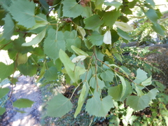 Tilia mongolica
