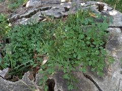 Salpichroa origanifolia