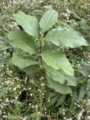 Chionanthus virginicus