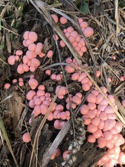 Lycogala epidendrum