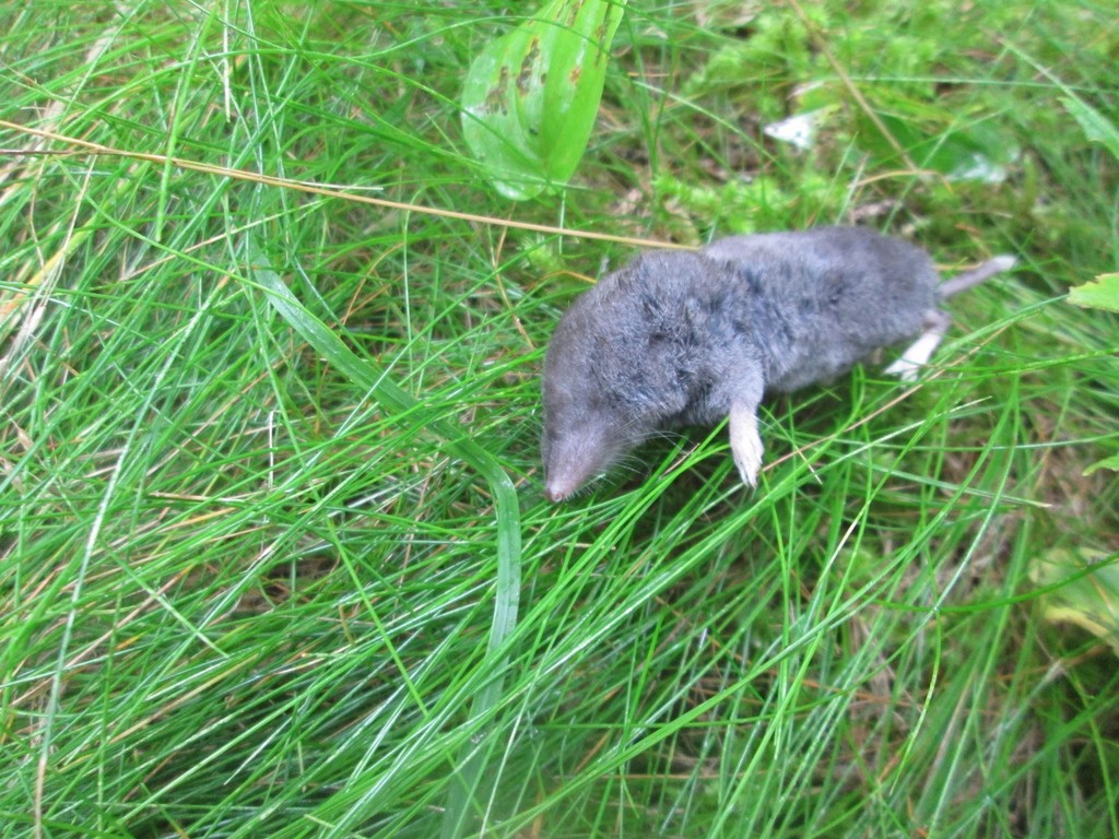 Maritime Shrew