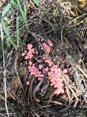 Lycogala epidendrum