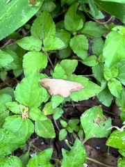 Psamatodes abydata