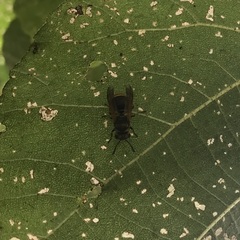 Brachygastra lecheguana