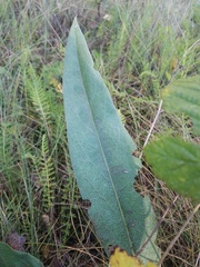 Boraginaceae