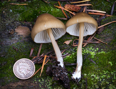 Entoloma formosum