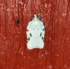 Acleris logiana