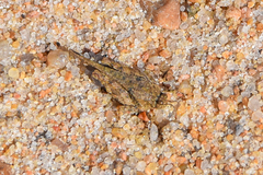 Tetrigoidea