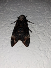 Acherontia atropos