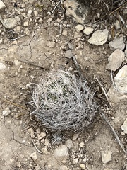 Coryphantha echinus