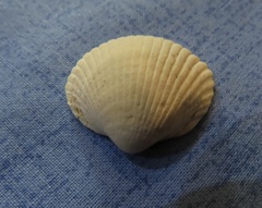 Cerastoderma edule