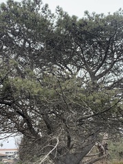 Pinus torreyana