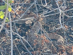 Crotalus ruber