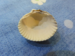 Cerastoderma edule
