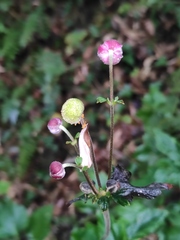 Eriocapitella hupehensis