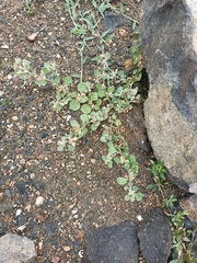 Glinus lotoides