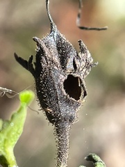 Pyrrhia aurantiago
