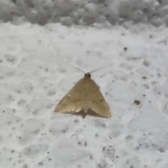 Psamatodes abydata