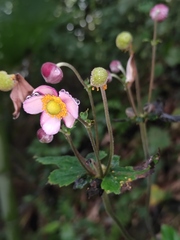 Eriocapitella hupehensis