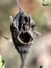 Pyrrhia aurantiago