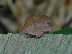 Trypophyllum glabrifrons