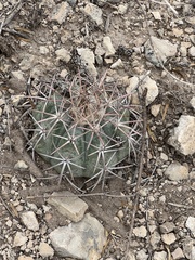 Echinocactus horizonthalonius