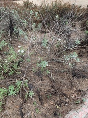 Malacothrix saxatilis