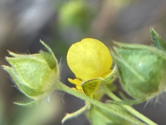 Potentilla gracilis