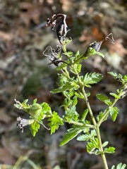 Pyrrhia aurantiago