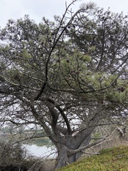 Pinus torreyana