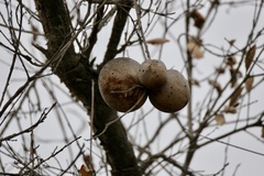 Amphibolips quercuspomiformis