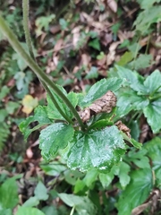 Eriocapitella hupehensis