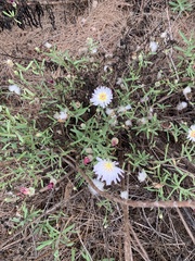 Malacothrix saxatilis