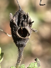 Pyrrhia aurantiago