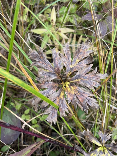 Trollius laxus, photograph 4
