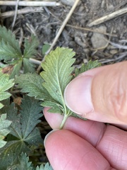 Potentilla gracilis