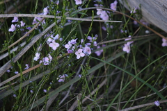 Cyanothamnus coerulescens