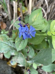 Ceratostigma plumbaginoides