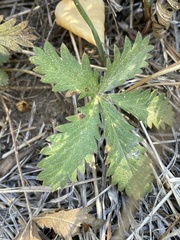 Potentilla gracilis