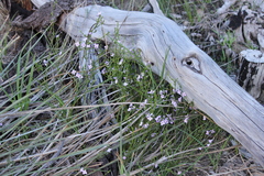 Cyanothamnus coerulescens