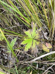 author not stated, no rights reserved Trollius laxus, photograph author not stated, no rights reserved
