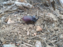Oryctes nasicornis grypus