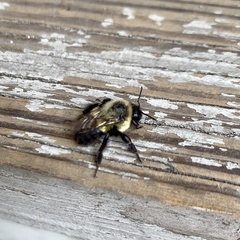 Bombus impatiens
