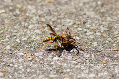 Poecilopompilus interruptus