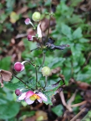 Eriocapitella hupehensis