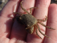 Hemigrapsus takanoi